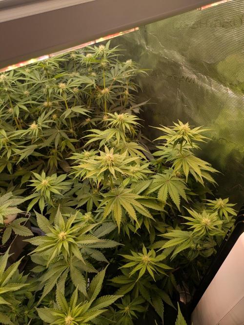 jungle madness mineralic bio hybrid. Week 3