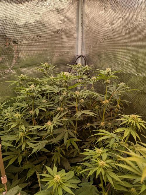 jungle madness mineralic bio hybrid. Week 3 - Tropicanna Banana Sativa Pheno