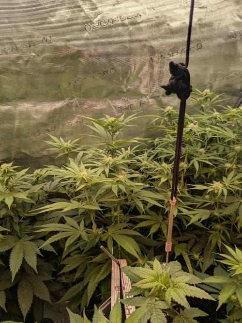 jungle madness mineralic bio hybrid. Week 3 - Little Big Monster