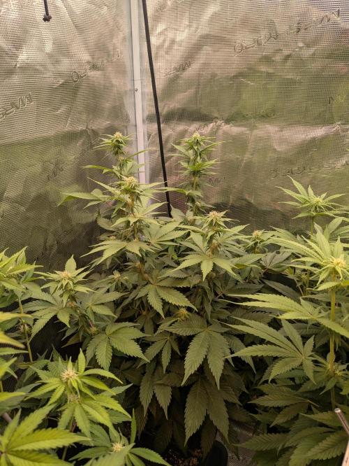 jungle madness mineralic bio hybrid. Week 3