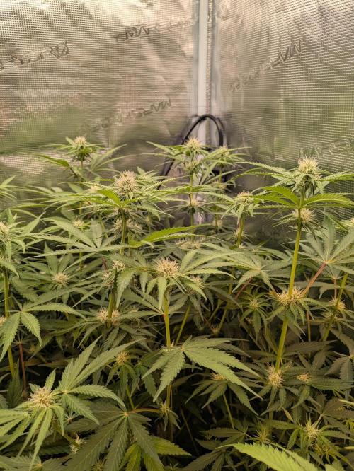 jungle madness mineralic bio hybrid. Week 3 - Tropicanna Banana Sativa Pheno