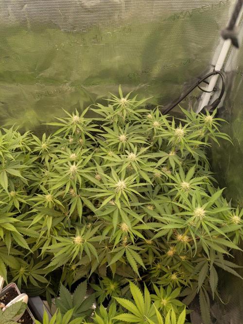 jungle madness mineralic bio hybrid. Week 3 - Tropicanna Banana Sativa Pheno