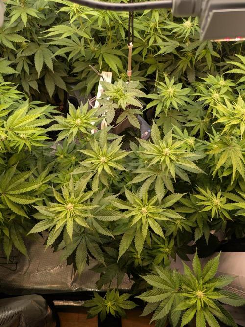 jungle madness mineralic bio hybrid. Week 3 - Tropicanna Banana Indica Pheno