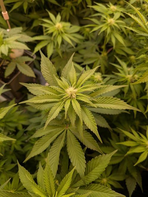 jungle madness mineralic bio hybrid. Week 3 - Tropicanna Banana Indica Pheno