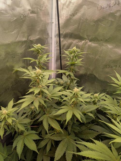 jungle madness mineralic bio hybrid. Week 3