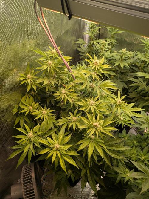 jungle madness mineralic bio hybrid. Week 3