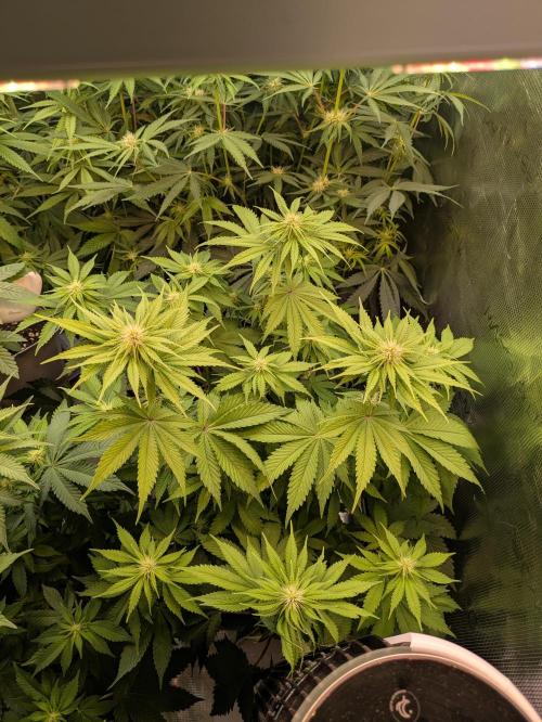 jungle madness mineralic bio hybrid. Week 3