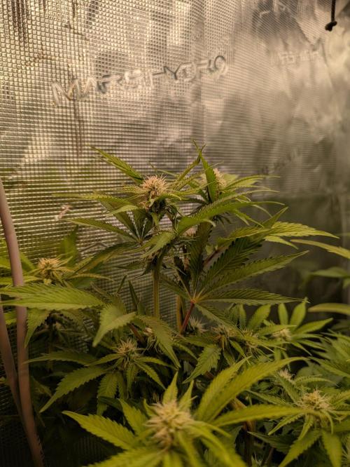 jungle madness mineralic bio hybrid. Week 3 - Osram Pray Jause