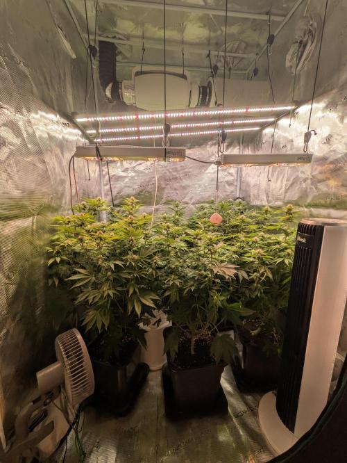 Hybrid bio mineralic jungle madness. Week 3