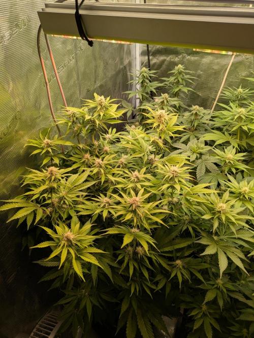 Hybrid bio mineralic jungle madness. Week 3