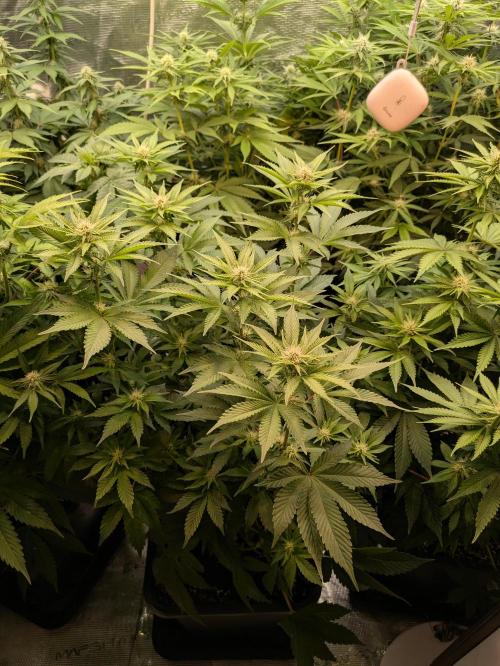 Hybrid bio mineralic jungle madness. Week 3