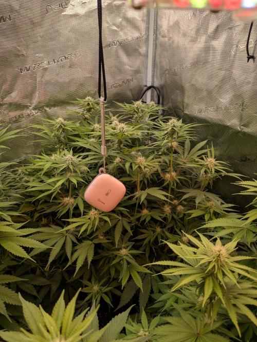 Hybrid bio mineralic jungle madness. Week 3