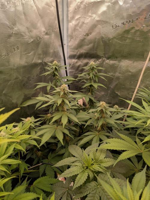 Hybrid bio mineralic jungle madness. Week 3