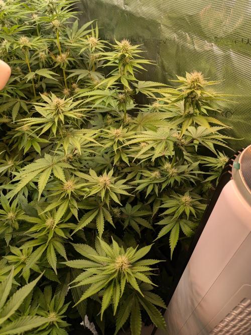 Hybrid bio mineralic jungle madness. Week 3