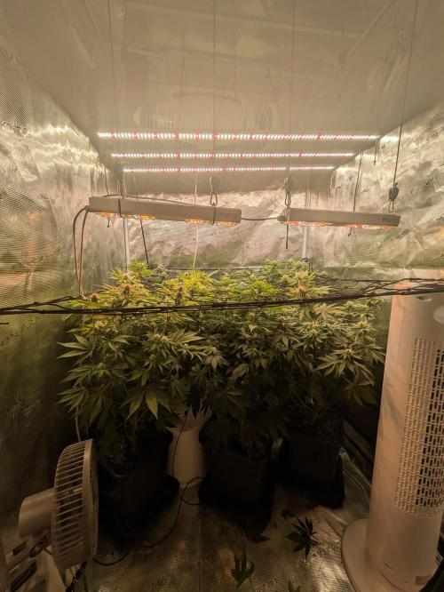 Hybrid bio mineralic jungle madness. Week 3