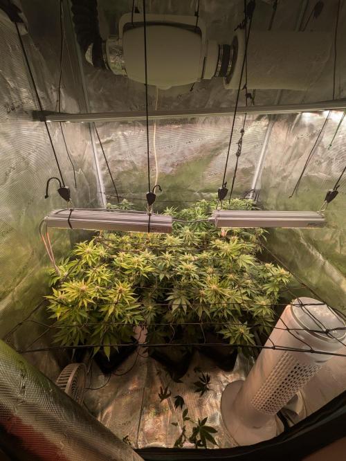 Hybrid bio mineralic jungle madness. Week 3