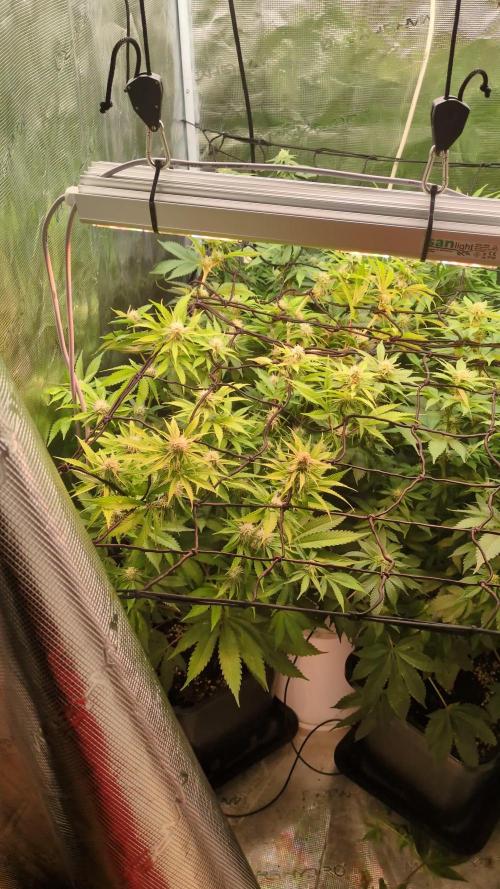 Hybrid bio mineralic jungle madness