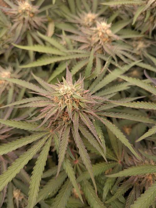 Hybrid bio mineralic jungle madness. Week 5 - Best performer overall most probably Kings Juice