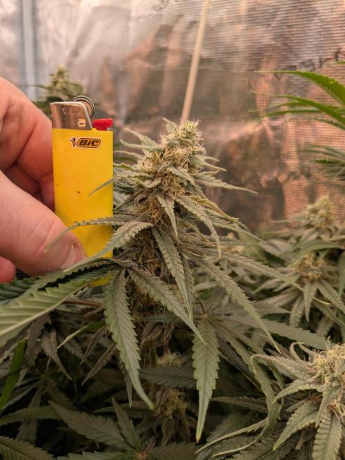 Hybrid bio mineralic jungle madness. Week 5 - Peanut Butter Breath smells very authentic and develops 4 massive towers