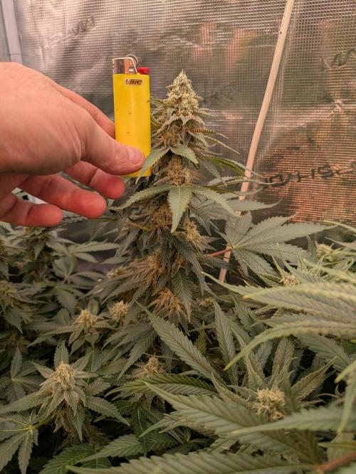 Hybrid bio mineralic jungle madness. Week 5 - Dosi Dos 33