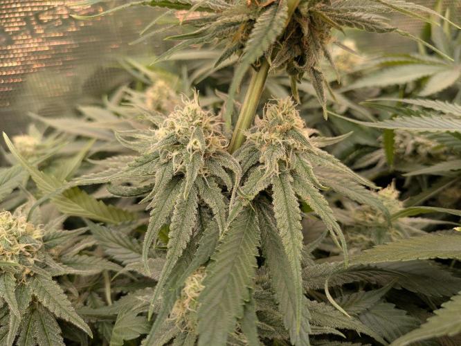 Hybrid bio mineralic jungle madness. Week 5 - Dosi Dos 33