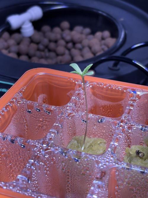 Alien OG AUTO MANIFOLD/CRITICAL-SCROG. Week 0 - Alien OG 
Day 4