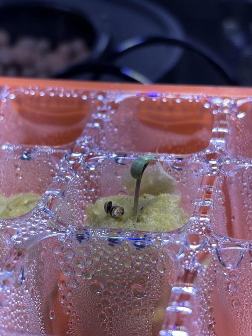 Alien OG AUTO MANIFOLD/CRITICAL-SCROG. Week 0 - Critical day 1