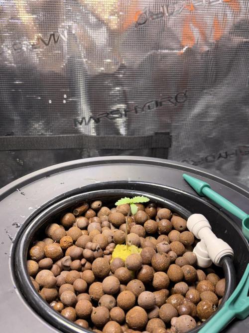 Alien OG AUTO/CRITICAL-SCROG. Week 1 - January 1 transfer to substrate. 
Alien OG