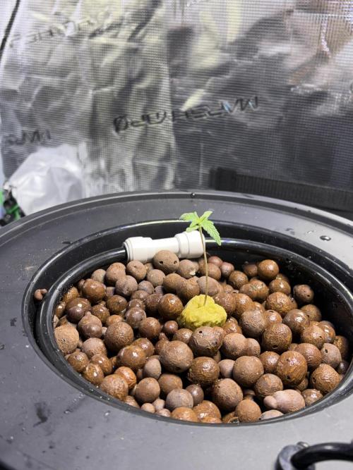 Alien OG AUTO/CRITICAL-SCROG. Week 1 - January 1 Critical