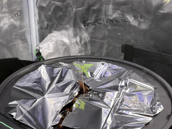 Alien OG AUTO/CRITICAL-SCROG. Week 1 - Jan 5 Alien OG 