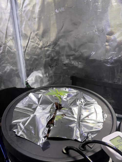 Alien OG AUTO/CRITICAL-SCROG. Week 1 - Jan 8 Alien OG