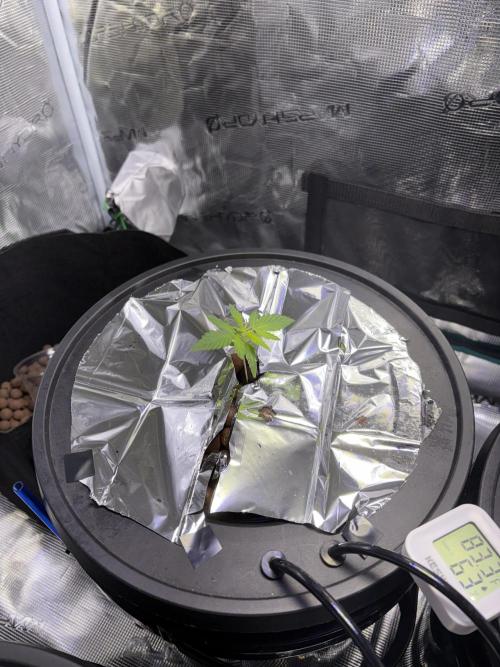 Alien OG AUTO/CRITICAL-SCROG. Week 1 - Jan 8 Alien OG