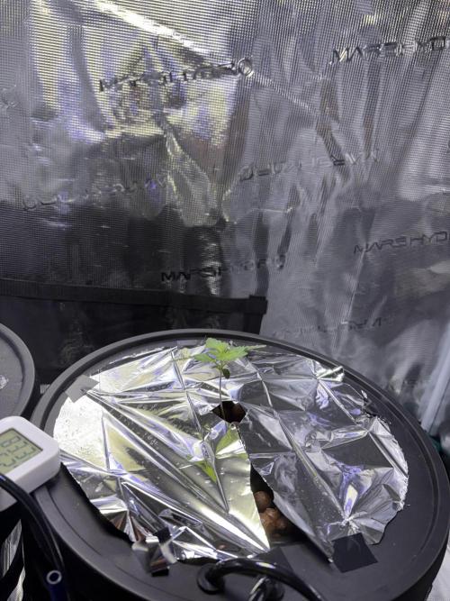 Alien OG AUTO/CRITICAL-SCROG. Week 1 - Jan8 Critical