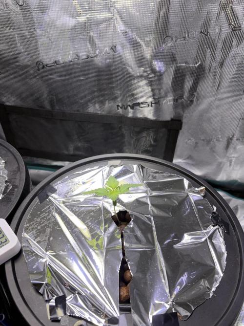 Alien OG AUTO/CRITICAL-SCROG. Week 1 - Jan8 Alien OG