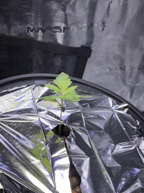 Alien OG AUTO/CRITICAL-SCROG. Week 1 - Jan10 Critical 