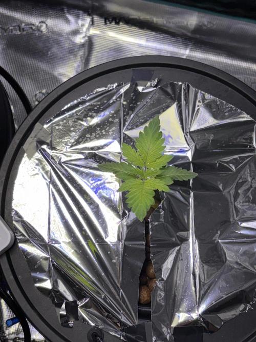 Alien OG AUTO/CRITICAL-SCROG. Week 1 - Jan 10 Critical 