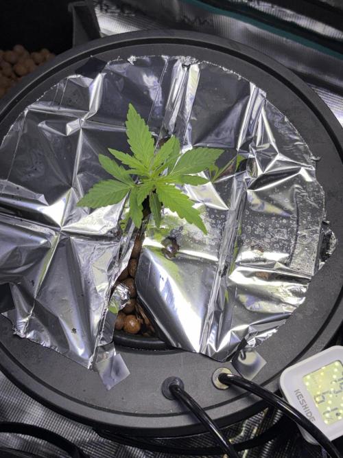 Alien OG AUTO/CRITICAL-SCROG. Week 1 - Jan 10 Alien OG