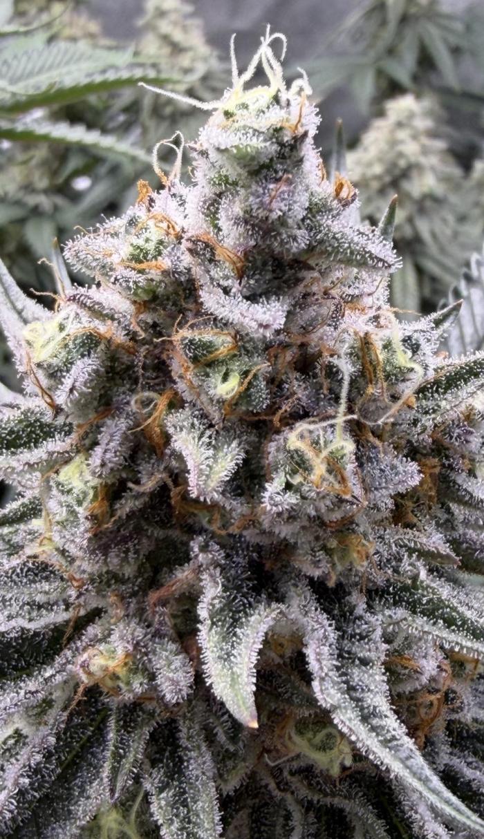 Day 49 in flower…. Week 7 - Oil Storm from Dirty Bird, day 49 in flower