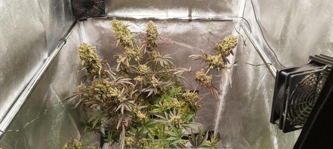 Dutch passion. Week 16