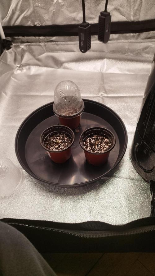 hombreseeds. Week 0 - ..