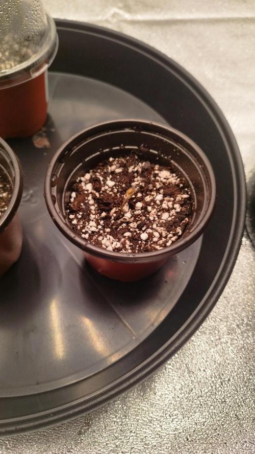 hombreseeds. Week 0 - King cartier