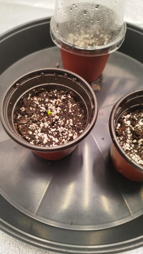 hombreseeds. Week 0 - Dark Nektar