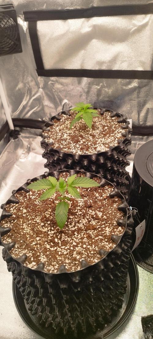 hombreseeds. Week 2