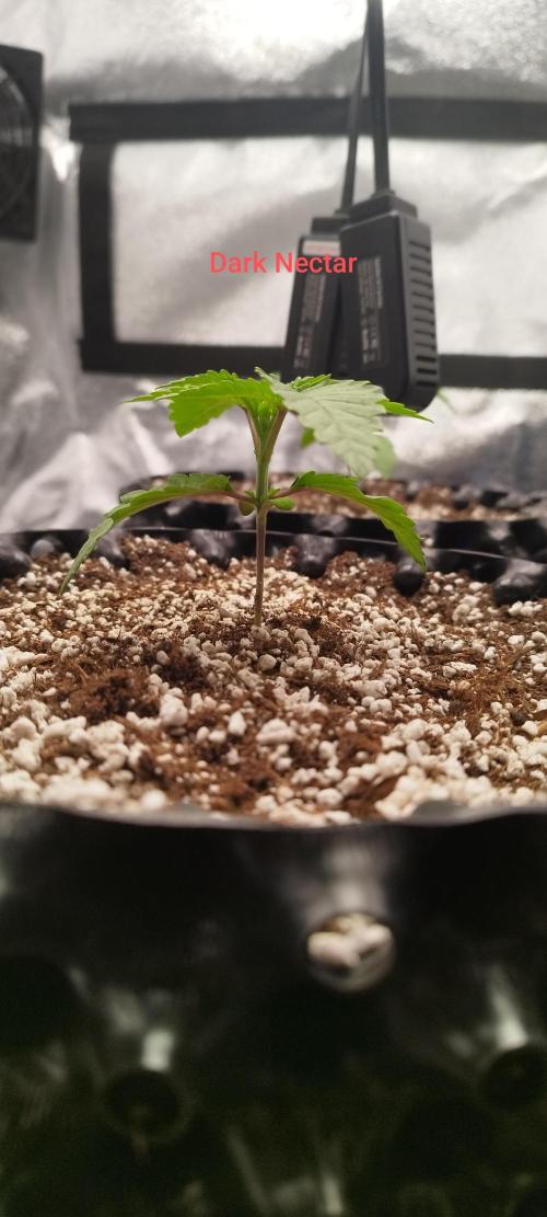 hombreseeds. Week 2