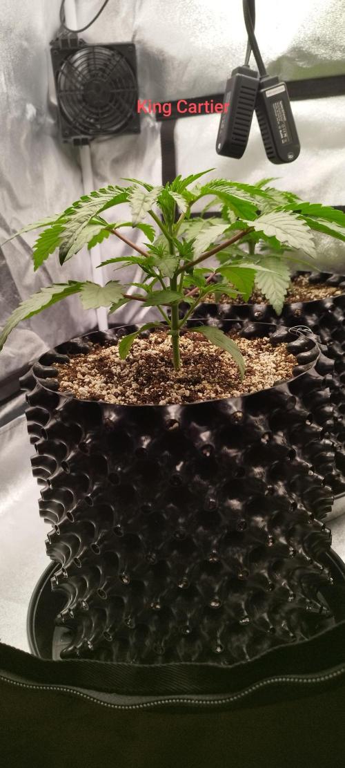 hombreseeds. Week 3