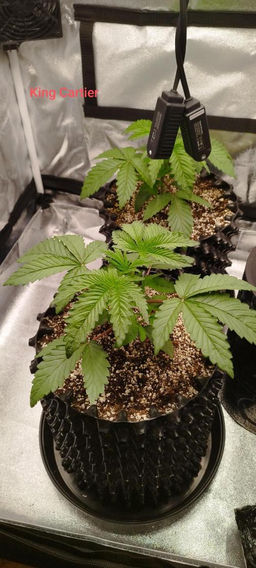 hombreseeds. Week 3