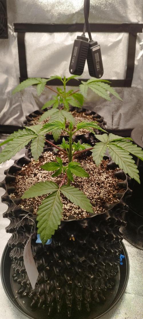 hombreseeds. Week 3
