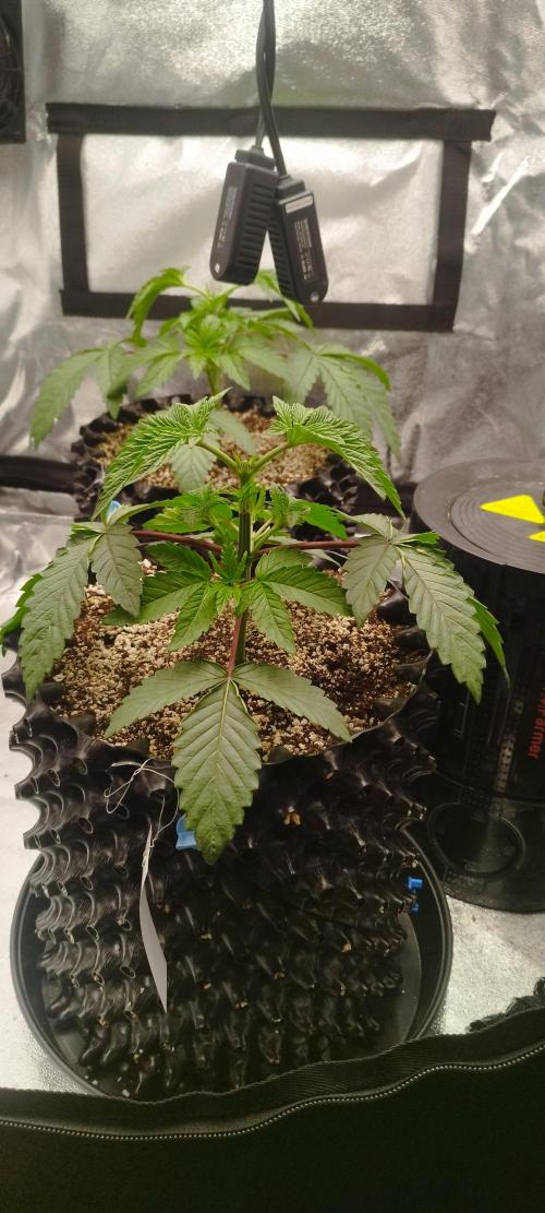 hombreseeds. Week 4