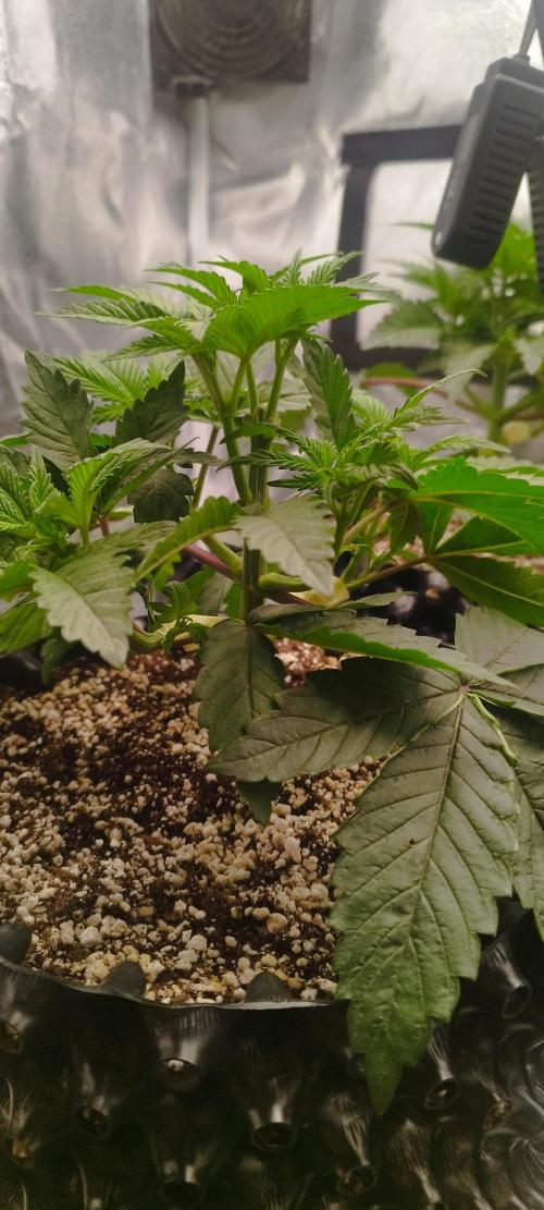 hombreseeds. Week 4 - Dark Nectar