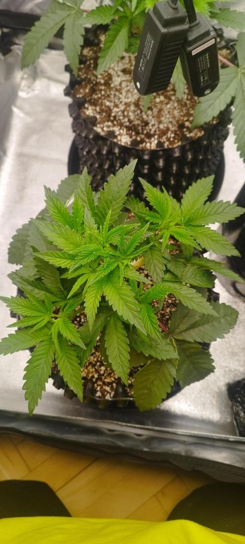 hombreseeds. Week 4 - Dark Nectar